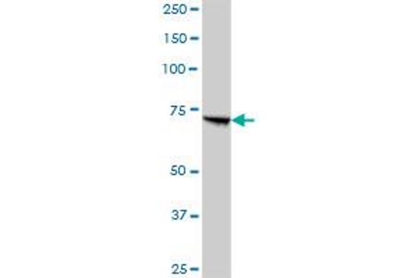 PCCA antibody  (AA 1-703)