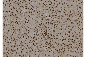 ABIN6277544 at 1/100 staining Mouse liver tissue by IHC-P. (SMARCE1 antibody  (C-Term))