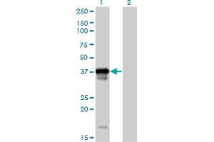 Western Blot analysis of OCIAD1 expression in transfected 293T cell line by OCIAD1 MaxPab polyclonal antibody. (OCIAD1 antibody  (AA 1-245))
