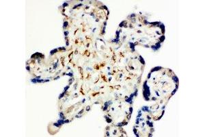 IHC-P: Syndecan 3 antibody testing of human placenta tissue