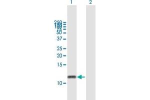 Western Blot analysis of GNGT2 expression in transfected 293T cell line by GNGT2 MaxPab polyclonal antibody.