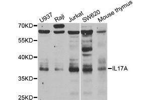 Western blot analysis of extracts of various cell lines, using IL17A antibody. (Interleukin 17a antibody)
