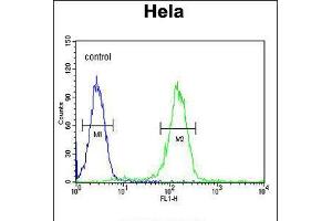 Flow cytometric analysis of Hela cells (right histogram) compared to a negative control cell (left histogram). (Cyclin H antibody  (C-Term))