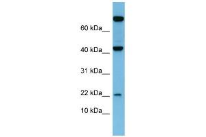 WB Suggested Anti-LEP Antibody Titration:  0. (Leptin antibody  (N-Term))