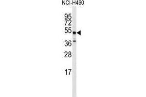 Western blot analysis of anti-ADRB2 Antibody in NCI-H460 cell line lysates (35µg/lane). (beta 2 Adrenergic Receptor antibody  (Ser364))
