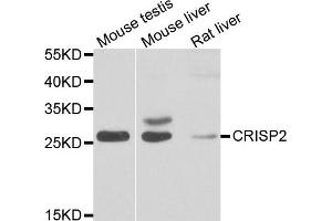 Western blot analysis of extracts of various cell lines, using CRISP2 antibody. (CRISP2 antibody)