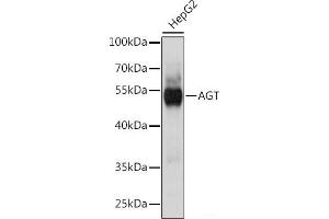 Western blot analysis of extracts of HepG2 cells using AGT Polyclonal Antibody at dilution of 1:1000. (AGT antibody)