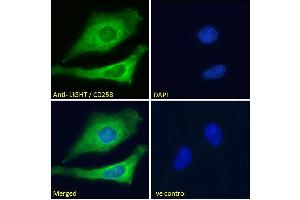 ABIN571046 Immunofluorescence analysis of paraformaldehyde fixed HeLa cells, permeabilized with 0. (TNFSF14 antibody  (Internal Region))