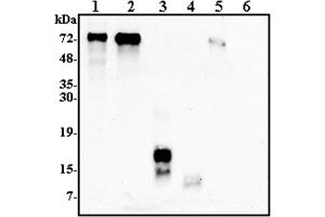 Western blot analysis using anti-Progranulin (human), pAb  at 1:2'000 dilution. (Granulin antibody)