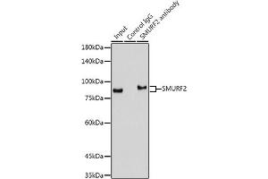 Immunoprecipitation analysis of 300 μg extracts of Mouse lung cells using 3 μg SMURF2 antibody (ABIN1680578, ABIN3015927, ABIN3015928 and ABIN7101462). (SMURF2 antibody)