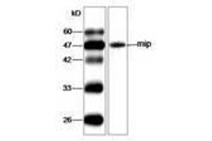 Image no. 1 for anti-Mip (AA 33-206) antibody (ABIN791599) (Mip (AA 33-206) antibody)