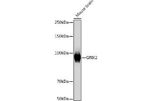 Western blot analysis of extracts of Mouse brain, using GRIK2 Rabbit mAb (ABIN7267415) at 1:1000 dilution. (GRIK2 antibody)