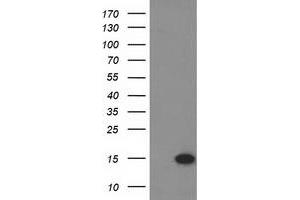 HEK293T cells were transfected with the pCMV6-ENTRY control (Left lane) or pCMV6-ENTRY EIF1 (Right lane) cDNA for 48 hrs and lysed. (EIF1 antibody)