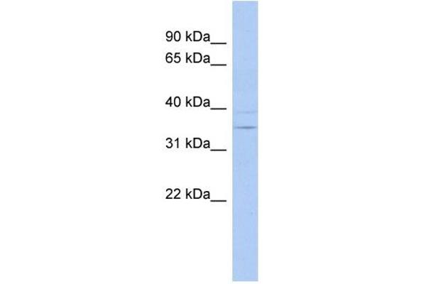ASPDH antibody  (N-Term)