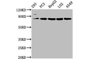 Western Blot Positive WB detected in: 293 whole cell lysate, PC-3 whole cell lysate, HepG2 whole cell lysate, LO2 whole cell lysate, A549 whole cell lysate All lanes: NLN antibody at 3. (NLN antibody  (AA 109-241))