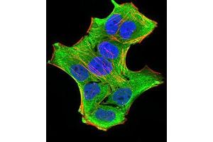 Immunofluorescence analysis of Hela cells using GFPT1 mouse mAb (green). (GFPT1 antibody  (AA 536-681))