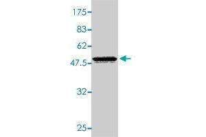 Western Blot detection against Immunogen (47. (CYGB antibody  (AA 1-190))