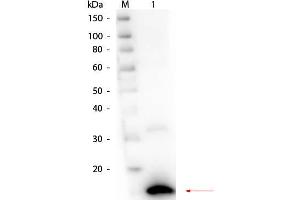Western Blot of Rabbit anti-Ribonuclease A (Bovine Pancreas) Antibody.