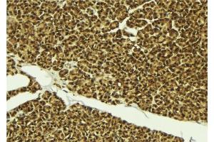 ABIN6279302 at 1/100 staining Mouse pancreas tissue by IHC-P. (CMTM8 antibody  (Internal Region))