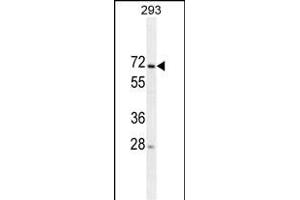 MIPEP Antibody (ABIN659042 and ABIN2838054) western blot analysis in 293 cell line lysates (35 μg/lane). (MIPEP antibody)