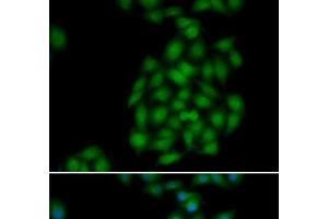 Immunofluorescence analysis of HeLa cells using PLSCR1 Polyclonal Antibody (PLSCR1 antibody)