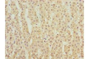 Immunohistochemistry of paraffin-embedded human adrenal gland tissue using ABIN7158915 at dilution of 1:100 (MFSD1 antibody  (AA 1-38))