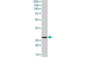 MRPL28 MaxPab polyclonal antibody. (MRPL28 antibody  (AA 1-256))