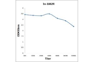 Antigen: 0. (MRAS antibody  (AA 105-208))