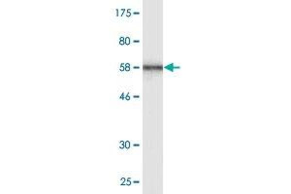 MOAP1 antibody  (AA 1-351)
