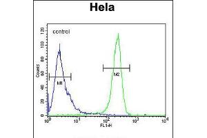 Flow cytometric analysis of Hela cells (right histogram) compared to a negative control cell (left histogram). (CDT2/RAMP antibody  (AA 229-256))