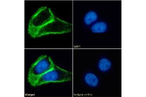 Immunofluorescence staining of fixed A431 cells with anti-Tetraspanin 1 antibody 4/12.