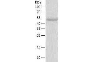 TULP2 Protein (AA 2-520) (His tag)