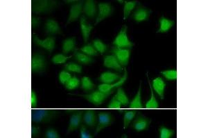 Immunofluorescence analysis of U2OS cells using POLR2H Polyclonal Antibody (POLR2H antibody)