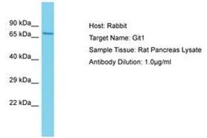 Image no. 1 for anti-GIT1 (GIT1) (AA 581-630) antibody (ABIN6750460) (GIT1 antibody  (AA 581-630))