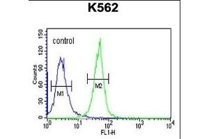 KRT1 Antibody (Center) (ABIN651241 and ABIN2840150) flow cytometric analysis of K562 cells (right histogram) compared to a negative control cell (left histogram). (KRTAP1-1 antibody  (AA 88-117))