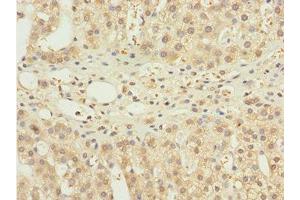 Immunohistochemistry of paraffin-embedded human adrenal gland tissue using ABIN7161518 at dilution of 1:100 (NBR1 antibody  (AA 1-280))