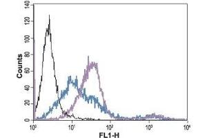 Cell surface detection of AGTR1 in live intact human Jurkat T-cell leukemia cells: (black line) Unstained cells + goat-anti-rabbit-FITC. (Angiotensin II Type-1 Receptor antibody  (Extracellular, N-Term))