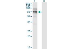 Western Blot analysis of NVL expression in transfected 293T cell line by NVL monoclonal antibody (M02), clone 3F6. (NVL antibody  (AA 757-856))