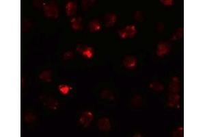 Immunofluorescence (IF) image for anti-Piwi-Like 3 (PIWIL3) (N-Term) antibody (ABIN1031516) (PIWIL3 antibody  (N-Term))
