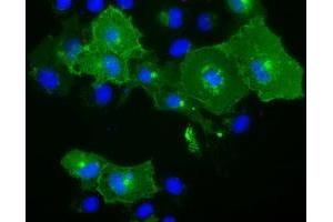 Anti-BTN1A1 mouse monoclonal antibody (ABIN2452844) immunofluorescent staining of COS7 cells transiently transfected by pCMV6-ENTRY BTN1A1 (RC223852). (BTN1A1 antibody)