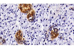 Detection of CK7 in Rat Parotid Gland Tissue using Polyclonal Antibody to Cytokeratin 7 (CK7)