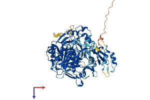ACSS2 Protein (AA 1-701) (His tag)