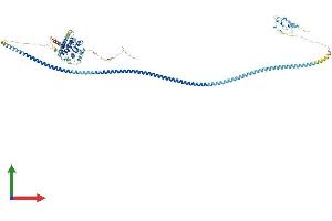 AlphaFold protein structure predicition of Human Recombinant RUFY1 Protein, UniprotID Q96T51
