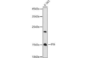 Western blot analysis of extracts of K-562 cells, using IFI6 antibody (ABIN6128123, ABIN6142172, ABIN6142173 and ABIN6221766) at 1:1000 dilution. (IFI6 antibody  (AA 1-130))
