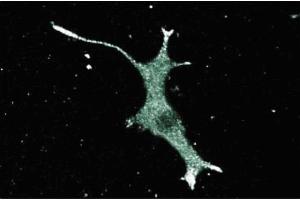 Immunoflourescence staining of PC12 cells (rat neuroblastoma, ATCC CRL 1721). (HAP1 antibody  (AA 100-289))