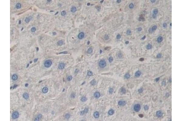 BMP15 antibody  (AA 266-388)