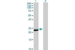 Western Blot analysis of PRL expression in transfected 293T cell line by PRL MaxPab polyclonal antibody. (Prolactin antibody  (AA 1-227))