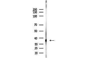Western blot analysis of lysates from PC12 cells(LPS, 4h treatment), using OR51 Antibody at 1/1000 dilution.