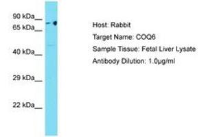 Image no. 1 for anti-Coenzyme Q6, Monooxygenase (COQ6) (AA 40-89) antibody (ABIN6750506) (COQ6 antibody  (AA 40-89))
