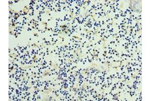 Immunohistochemistry of paraffin-embedded human thymus tissue using ABIN7165877 at dilution of 1:100 (NOV antibody  (AA 32-357))